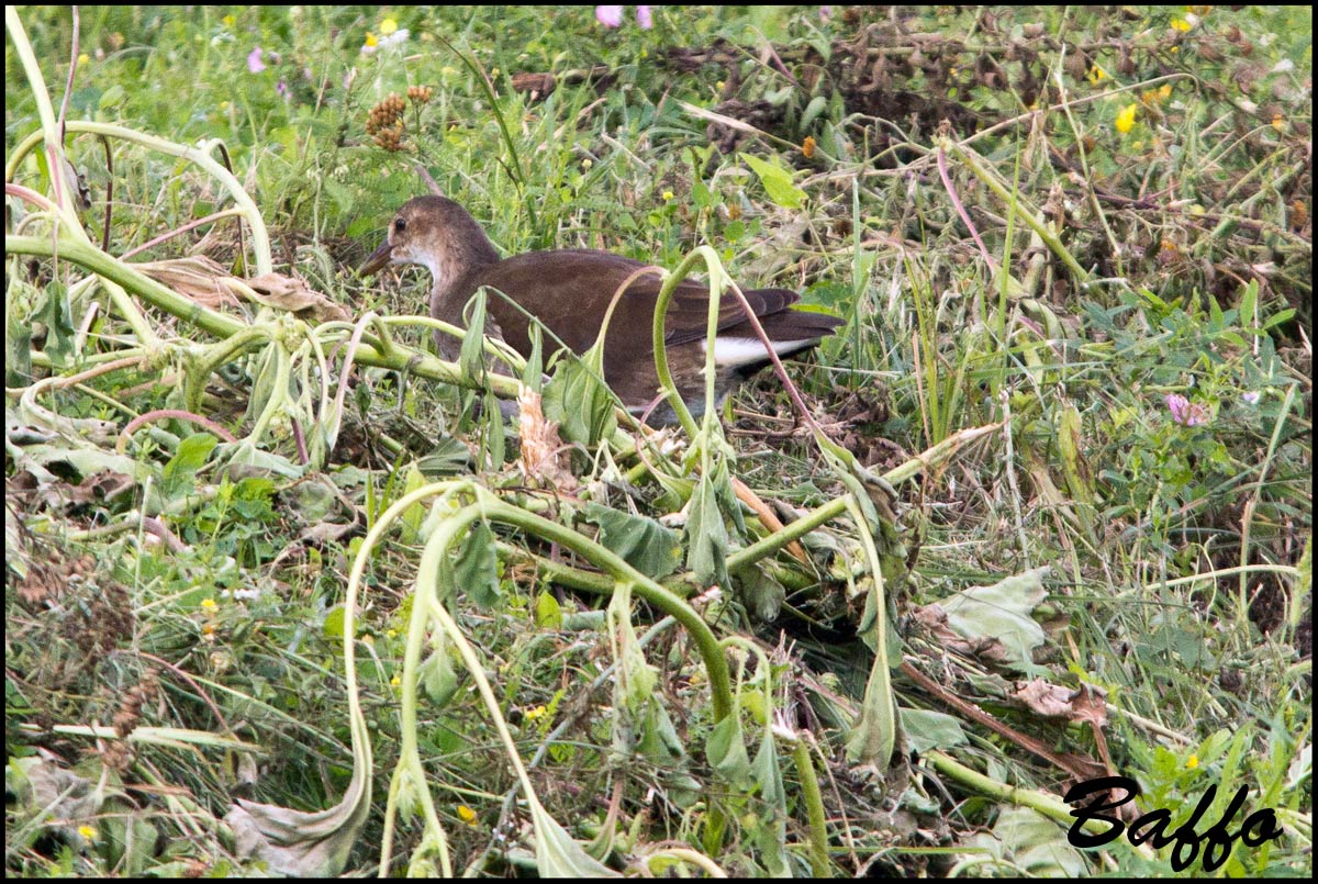 Gallinella d''acqua giovane?